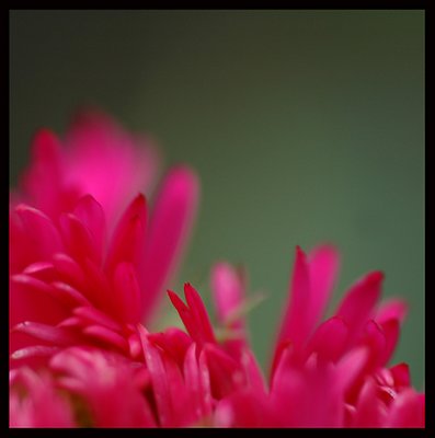 pink blooms 15