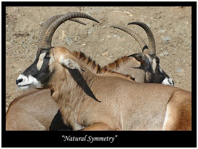 Natural symmetry