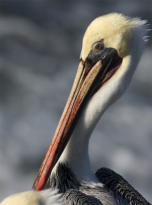 Preening Pelican