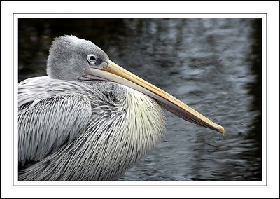 Pelican staging a sit-in