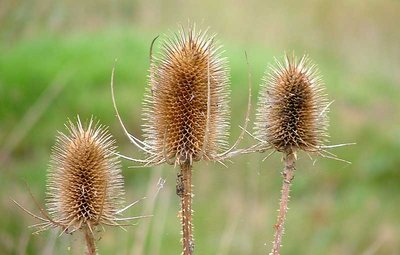 Triple Teasel