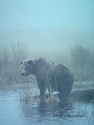 Brown Bear in Fog