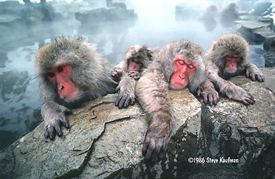 Japanese Macaques