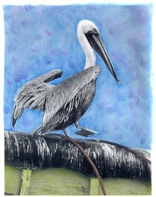 California Brown Pelican