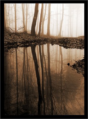 [ Forest Reflexion ]