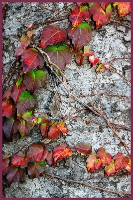 Fall Colors