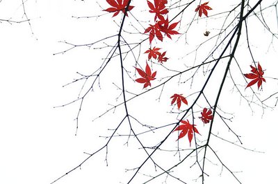 Momiji