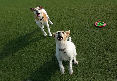 THROW THE BALL