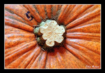 pumpkin!