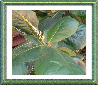 Amendoeira ( the flowers)