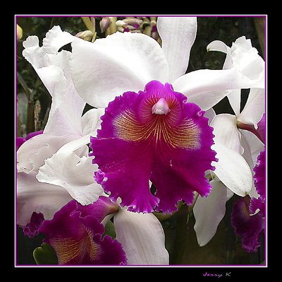 Orchid 3