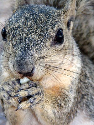 Squirrel - up close