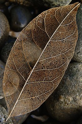 leaf skeleton 1