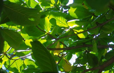 Amendoeira (leaves)