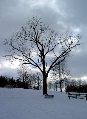 Tree in the snow