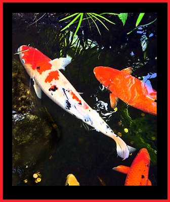 Koi