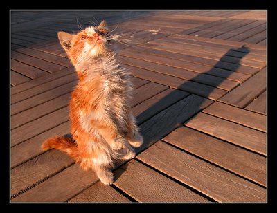 Cool Cat 2