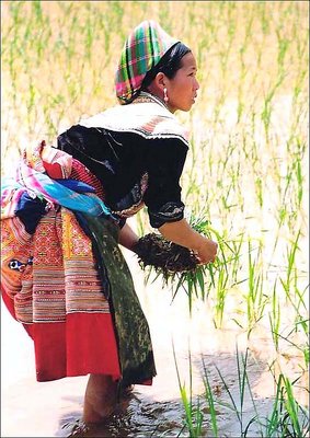Bac-Ha Terraced Field 04