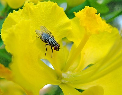 Fly in yellow