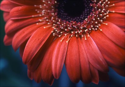 Gerbera