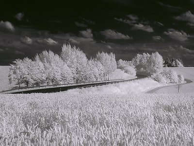 Wheat and A Road