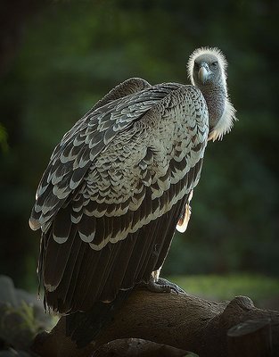 Backlit Vulture