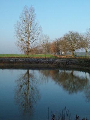 tree(s) reflection