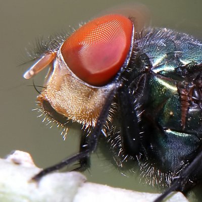 face of fly