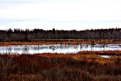 Sharpened and saturated swamp