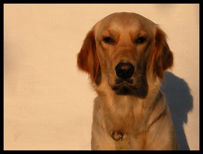 Portrait of a Dog