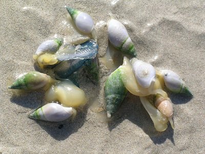 Where shells come from