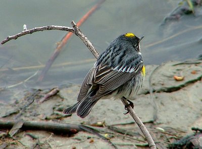 Yellow -rumped Warbler