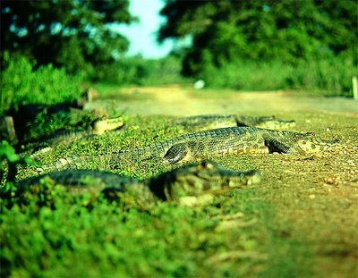 Reptile road invaders