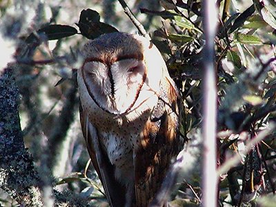 Sleeping Barn Owl