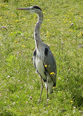 Blue Heron