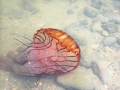 Jelly Fish