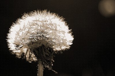 Just a Weed