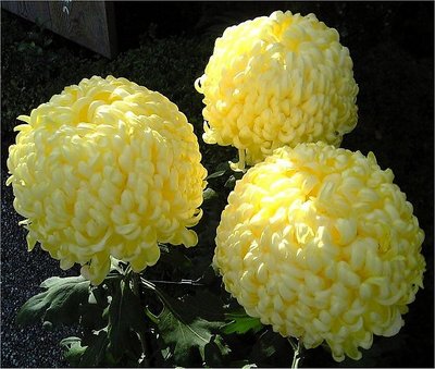 Three Yellow Chrysanthemums