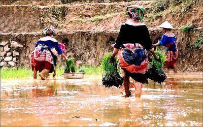 Bac-Ha Terraced Field 09