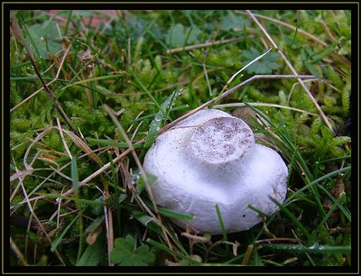 Decaying Mushroom