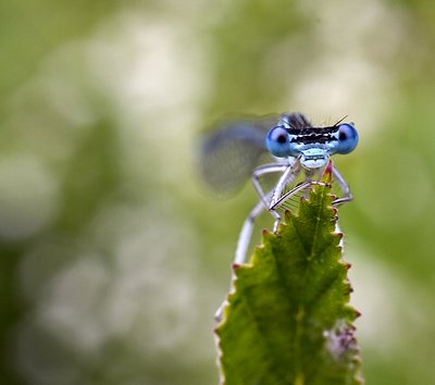 Damselfly
