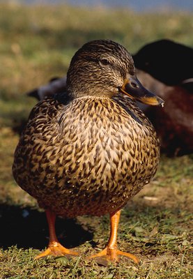 Duck portrait #2