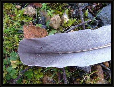 Feather and Leaf