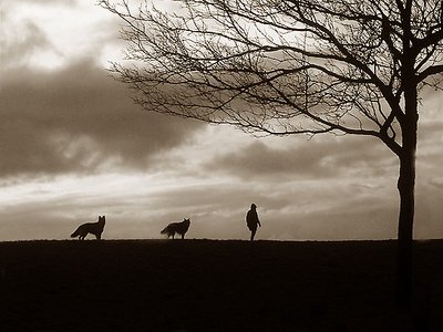 Silhouettes