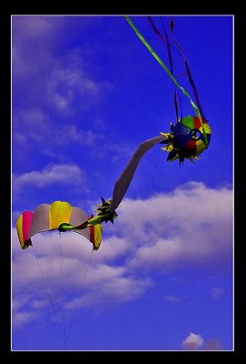 The Kite