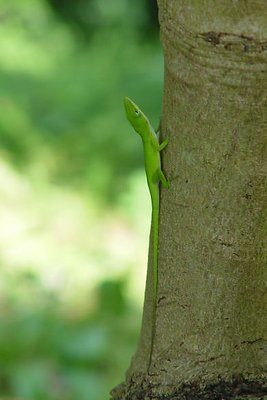 Green lizard