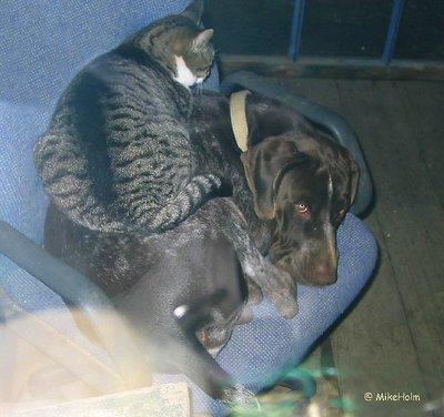 Kitty Blanket
