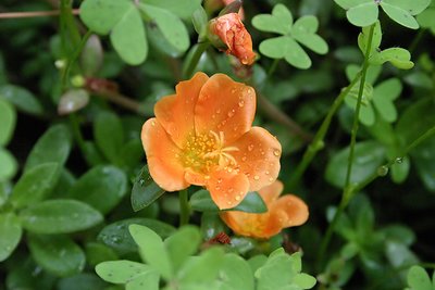 Un fiore tra i trifogli