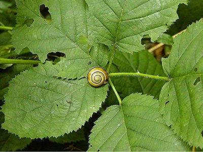 Snail..(just a little guy)