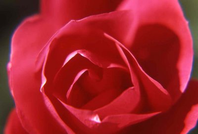 The Red of the Rose/Closer